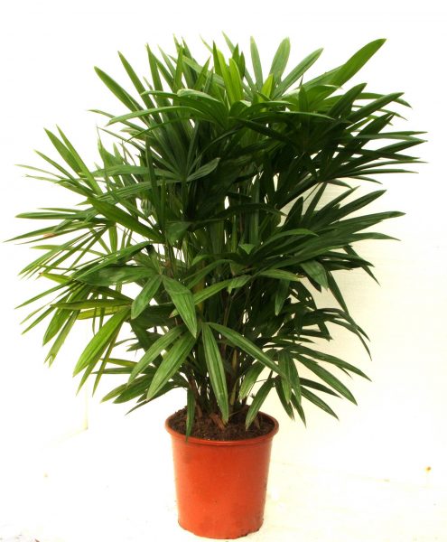 ladypalm