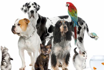 Generic placeholder image