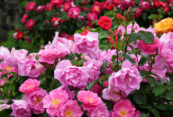 Generic placeholder image