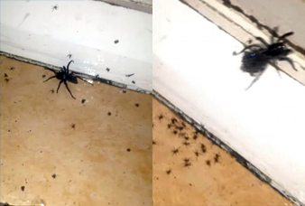 මකුළු මවක් පැටවුන් බිහි කරන්නේ මෙහෙමයි – සුළු දෙයටත් කම්පනයට පත් වන අය නැරඹීමෙන් වලකින්න.