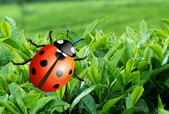 Generic placeholder image