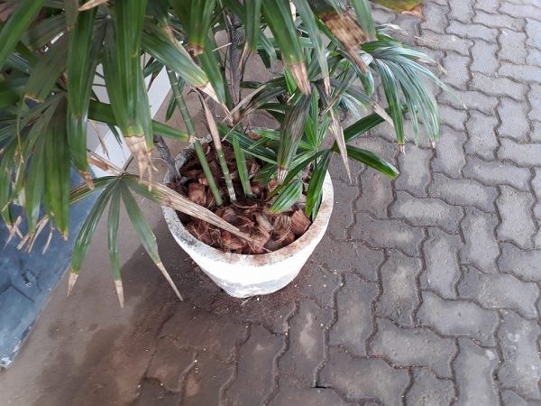 31118627_430753157347339_5560066770783436800_n