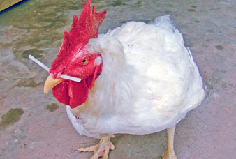 Generic placeholder image