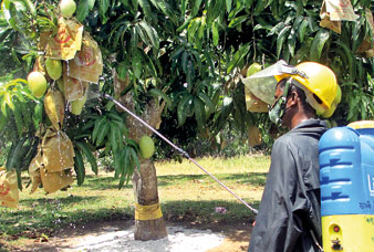 දේශීය පළතුරු ගොවියා රැක ගන්න ජනපති විශේෂ සාකච්ඡාවක.