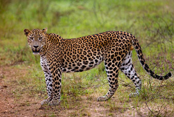 Generic placeholder image