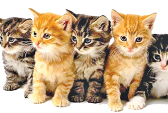 Generic placeholder image