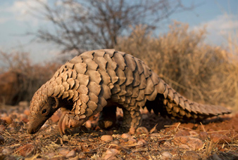 ලොව විශාලම කබල්ලෑවා