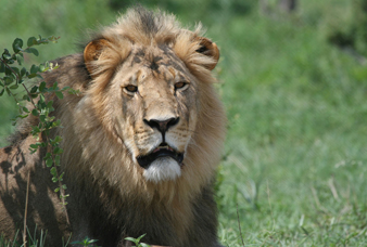 Generic placeholder image