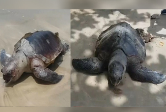 Generic placeholder image