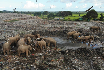 ඉරණම වෙනස් වූ වන අලි