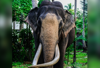 නැදුන්ගමුවේ රාජා